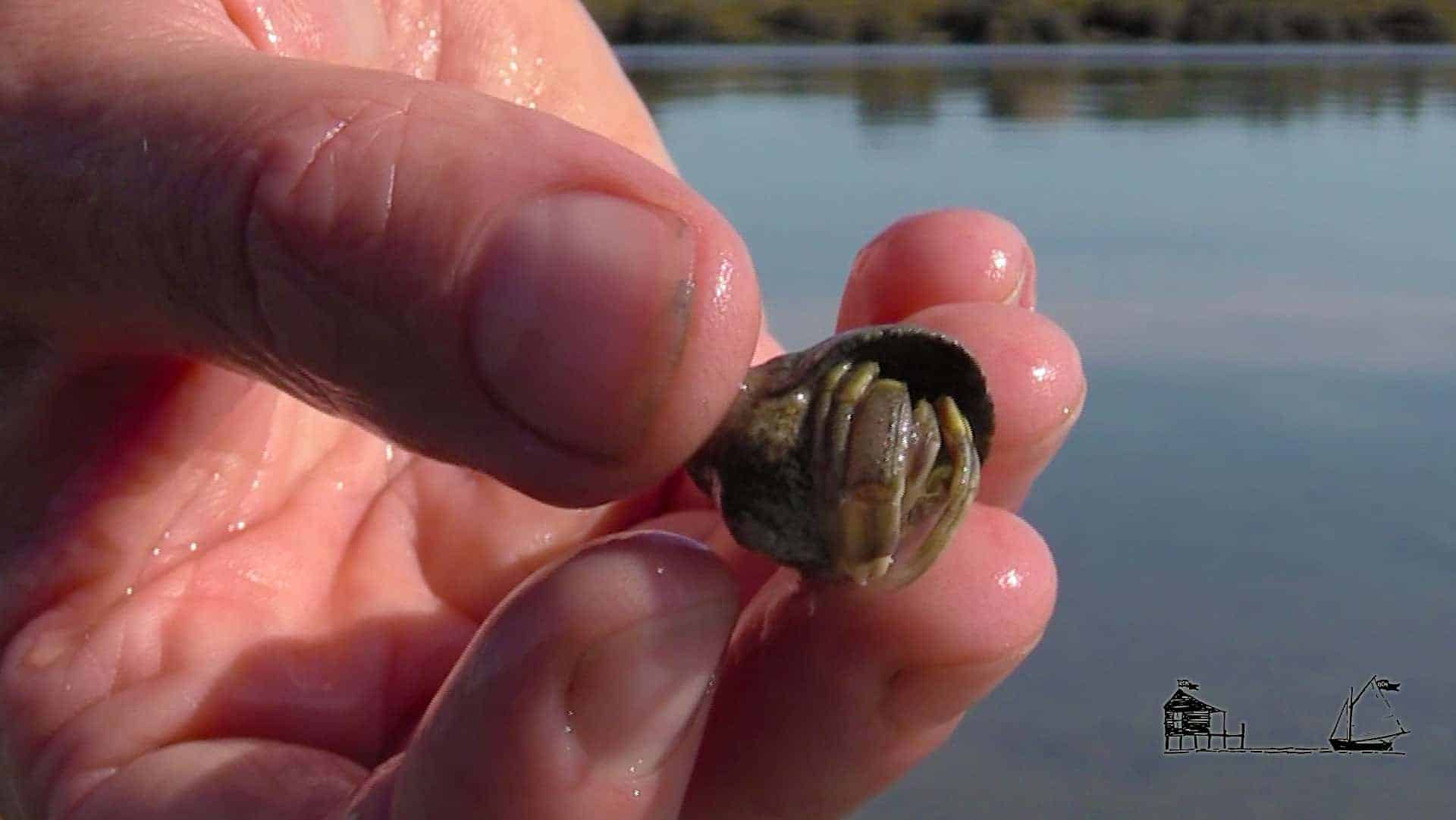 Life At the Water's Edge, Part 2–Crustaceans & Mollusks of Maine's ...